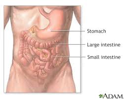 Abdominal Sounds Information Mount Sinai New York