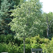 The washington hawthorn tree is a small, multicolored, flowering tree that will grow in any land. Washington Hawthorn Crataegus Phaenopyrum In Richmond Fairfax Loudoun Prince William Fredericks Virginia Va At Meadows Farms Nurseries