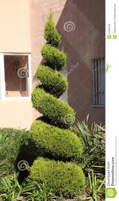 Image result for spiral cut juniper trees