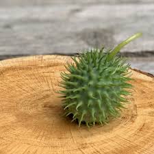 Image result for Cucumis hirsutus