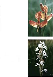 Image result for Satyrium kitimboense