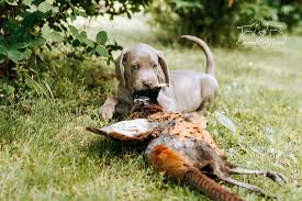 Image result for výmarský krátkosrstý ohař