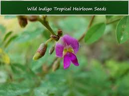 Image result for Tephrosia