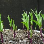 Check spelling or type a new query. Willkommen Auf Meiner Homepage Orchideen Moorpflanzen De Epipactis Pflanzen