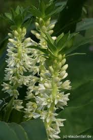 Image result for Eucomis zambesiaca