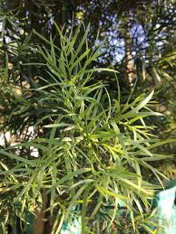 Image result for Afrocarpus falcatus