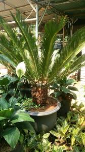 Humus humus adalah segala macam hasil pelapukan bahan organik oleh jasad mikro dan merupakan sumber energi jasad mikro tersebut. Jual Jual Pohon Sikas Taman Di Lapak Wijaya Taman Bukalapak