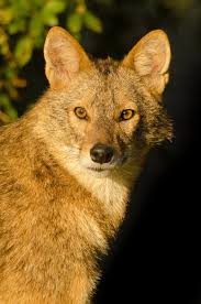 Golden Jackal Animals Beautiful Animals Wild Dogs