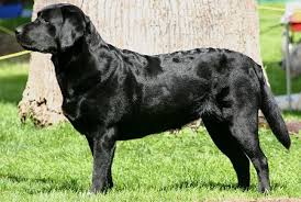 Labrador Retrievers What S Good About Em What S Bad About Em