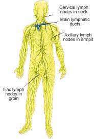 Lymphatic Systerm Lymphatic Lymph System Lymphatic System