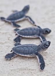 Mundo Animal E Natureza Animals Beautiful Baby Sea Turtles Baby Turtles