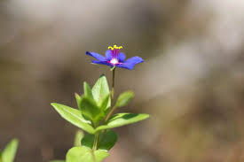 Image result for Anagallis kochii