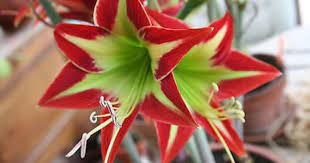 Storeslider Amaryllis Amaryllis Flowers Parts Of A Flower