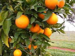 Navel oranges have no seeds, so cuttings from original trees were used to start navel. Orange Varieties For Western Australia Agriculture And Food