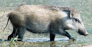 Many ancient cultures have used wild boar medicine for its healing powers because of its ability to confront the unknown without fear. Central Asian Boar Wikipedia