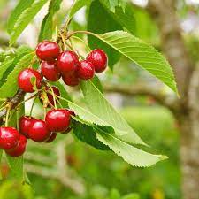 Check spelling or type a new query. Everything You Need To Know About Stella Cherry Trees This Old House
