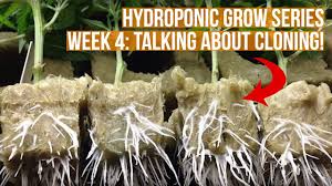 It is especially popular among cannabis growers. Complete Hydroponic Grow Tent Kit System Week 4 Grow Journal Ebb And Flow Horticulture Garden Youtube