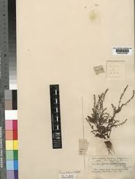 Image result for Floscopa leiothyrsa