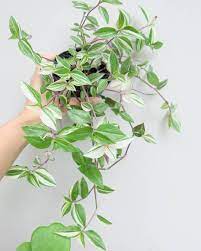 Adapun untuk beragam macam contoh tanaman gantung yang mudah detemukan dalam bidang pertanian nah, itulah tadi materi yang bisa disampaikan tentang pengertian tanaman gantung, ciri, manfaat, jenis dan contohnya yang mudah ditemukan. Sehat Dan Segar Inilah 15 Jenis Tanaman Hias Gantung