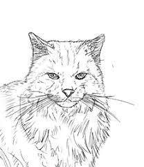 Eine Katze Malen Und Zeichnen
