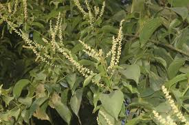 Image result for Gouania