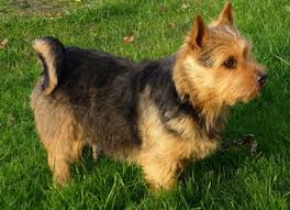 The norwich terrier is one of the smaller terriers, but he'll never behave that way and wouldn't the norwich terrier can also be a bit of a barker, so stop nuisance barking before it becomes a habit. Startseite Norwich Terrier Of Humans Best Friend