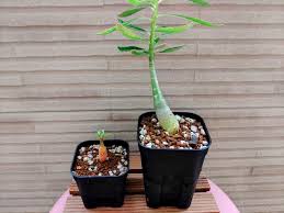 初心者必見】アデニウムオベスム実生の播種(種まき)から発芽までを解説 | ほー学部生のぶろぐ