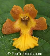 Image result for Gmelina