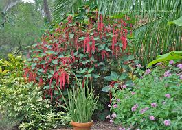 Image result for Acalypha hispida