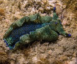 Image result for Crotalaria prolongata