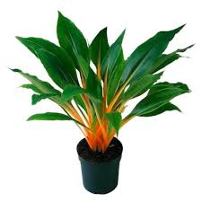 Image result for Chlorophytum fischeri