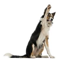 First, join a professional organization like the association of professional dog trainers. Training Dog Harmony Inc
