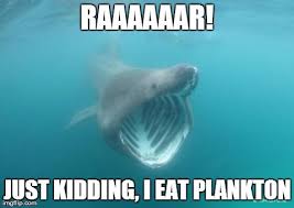 Sharks Imgflip Sharks Funny Shark Week Memes Misunderstood Shark