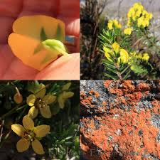 Image result for Teedia lucida