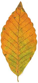 葉っぱのメッセージ ブナ