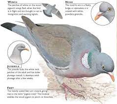 Wood Pigeon Birds
