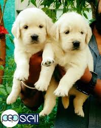From their first breath and learning to walk, to teething and playtime. Show Quality Golden Retriever Puppies Available For Sale Bengaluru Free Classifieds