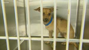 Maybe you would like to learn more about one of these? Want A Furever Friend Fort Worth Animal Shelter At Capacity Wfaa Com