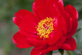 Las 20 Flores Rojas Mas Espectaculares Del Mundo Naturaleza