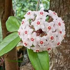 Image result for hoya plant flower