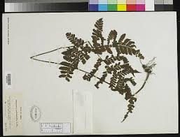 Image result for Triplophyllum