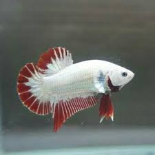 Jual ikan cupang red dragon jantan inkuiri com from inkuiri.net. Sepasang Cupang Red Dragon Jantan Betina Male Female Full Mask Belum Siap Kawin Shopee Indonesia