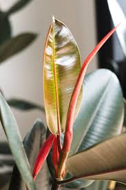 The peperomia plant was given the common name radiator plant by bailey. A Complete Guide To Caring For Rubber Plants And Answers To Why Yours Might Be Dying Vintage Revivals