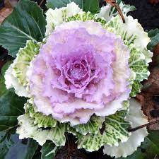 In a perennial border, place ornamental cabbages in front of the ornamental grass which missouri botanical garden calls little bluestem (schizachyrium scoparium) or the showy blossoms of tartarian. Ornamental Cabbage Sowing Planting Care Many Pics Of This Marvel