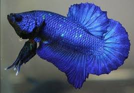 Pin By Vn Vu On Betta Splendens Betta Fish Betta Fish
