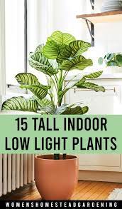 Large indoor plant low light. 15 Tall Indoor Low Light Plants Tall Indoor Plants Indoor Plants Low Light Large Indoor Plants
