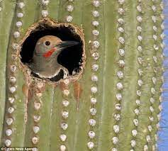 They can endure infestations for quite a while and can withstand harsh insecticide treatments. A Place In The Sun Desert Birds That Use The Inside Of A Cactus As Their Home Birds Pretty Birds Cactus
