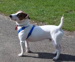 Jack Russell Terrier Vs Levrier Italien Miniature Chiens Comparison Jack Russell Terrier Chien Levrier Italien