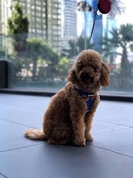 yakisikli akilli kopek poodle kopek yavru kopek