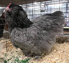 Raised by a hardworking, independent farmer & delivered to your door. Faverolles